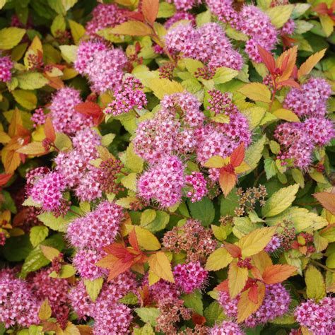The role of Spkraea japonica magic carpet in attracting pollinators